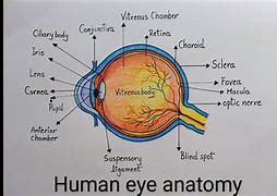 Image result for Human Eye Art