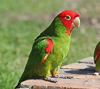 Image result for Conure Bird Pic