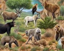 Image result for Wolves in Morocco