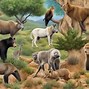 Image result for Wolves in Morocco