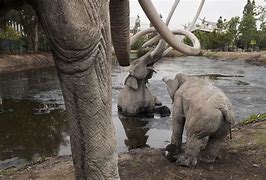 Image result for Dinosaur Tar Pit