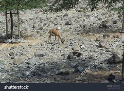 Image result for Panthera Pardus Nimr