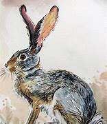 Image result for Bing Hare Images