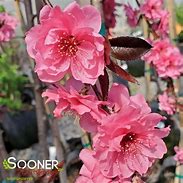 Image result for Prunus Pink Cascade Weeping