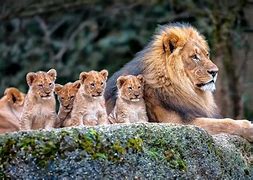 Image result for Kids Wallpaper with Animals