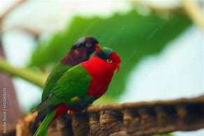 Image result for Brown Lorikeet