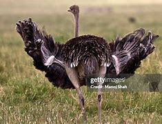 Image result for Ostrich with Wings