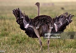 Image result for Ostrich Wing Structure