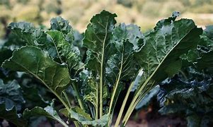 Image result for Seven Top Turnip