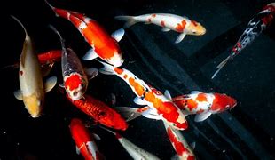 Image result for Facts About Koi Fish