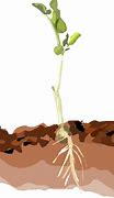 Image result for Cartoon Plant with Roots