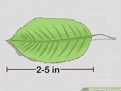 Image result for Identify Cherry Tree