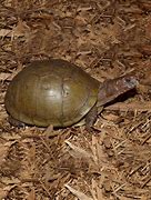 Image result for Three Toed Box Turtle Growth Chart