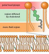 Image result for Cholesterol Molecule Diagram