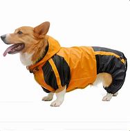 Image result for Corgi in Clothes