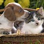 Image result for Kitten Spring Flowers