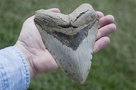 Image result for Megalodon Shark Week