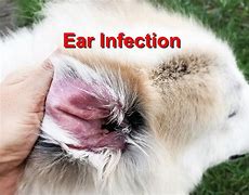 Image result for Infected Dog Ear