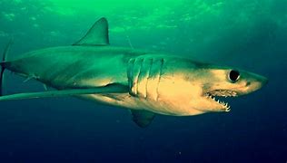 Image result for River Shark