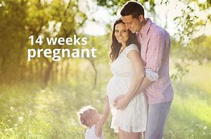 Image result for 14 Weeks and 4 Days Pregnant