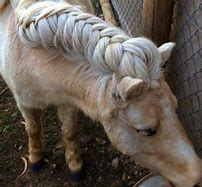 Image result for Horse Mane Hairstyles