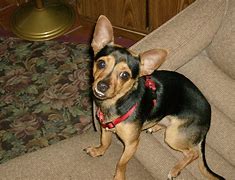 Image result for Chiweenie Dog