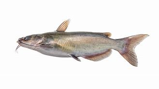 Image result for Blue Catfish Ictalurus Furcatus