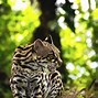 Image result for Panama Native Animals