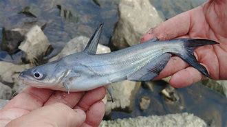 Image result for Blue Catfish Ictalurus Furcatus