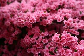 Image result for Maiden Pink's Flower