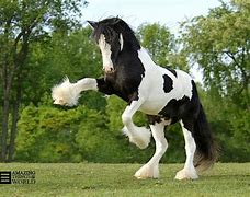 Image result for Most Beautiful Gypsy Horse