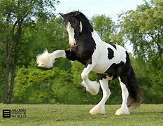 Image result for Most Beautiful Gypsy Horse