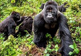 Image result for Congo Gorilla