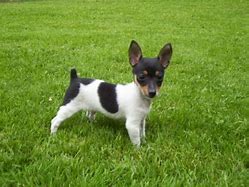 Image result for Toy Fox Terrier