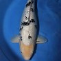 Image result for Brown Koi