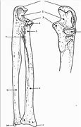 Image result for Concept Map Forearm