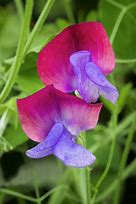 Image result for Pink Sweet Pea Flower