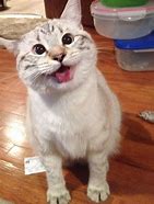 Image result for Cute Cat Smiling