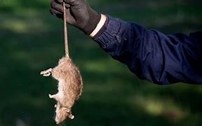 Image result for Dead Rat Funny