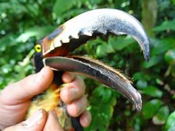 Image result for toucan tongue anatomy