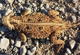 Image result for Missouri Lizards