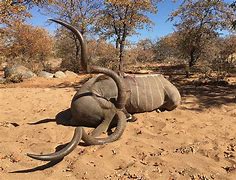 Image result for Kudu Hunting