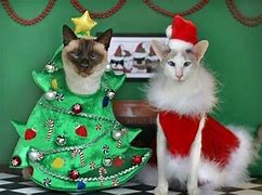 Image result for Animal Christmas Funny Cats