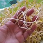 Image result for Grow Mung Bean Sprouts at Home