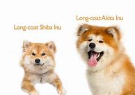 Image result for Long Hair Akita