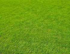 Image result for Bright Green Grass in Lawn