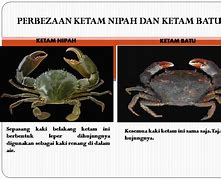 Image result for Ketam Dua Alam