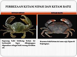 Image result for Ketam Batu vs Ketam Nipah