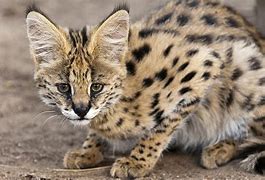 Image result for Gato Serval