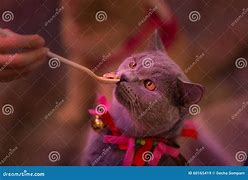 Image result for People Feeding Cats